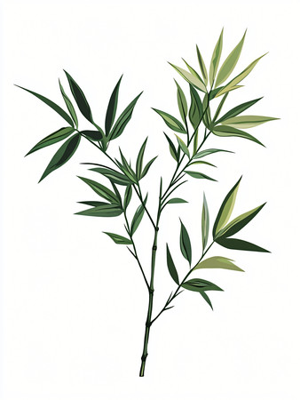 纤细的竹子 纤细的竹子