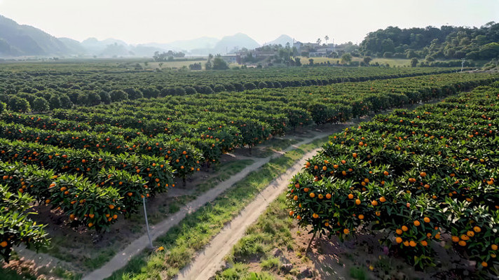 橙子种植果园俯瞰全景