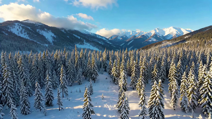 ����ѩɽɭ��ȫ��