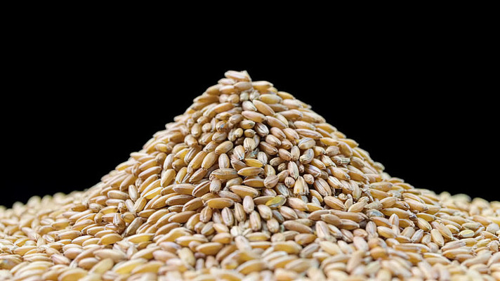 堆积的粮食麦粒特写