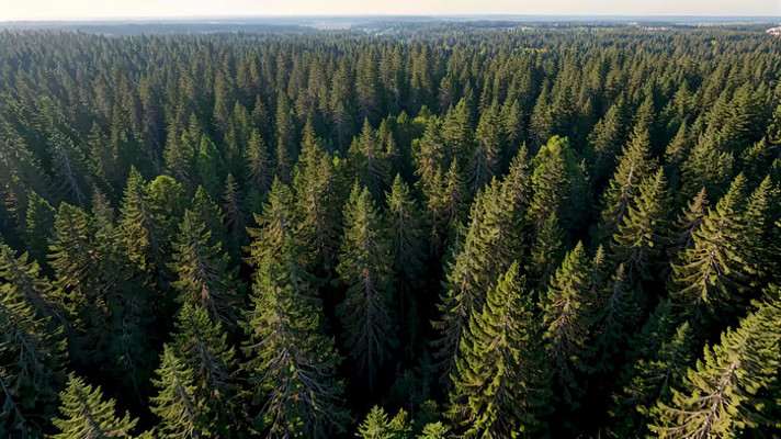 俯瞰茂密森林全景 俯瞰茂密森林全景