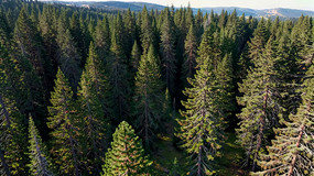 ���ï��ɭ����Ȼ���