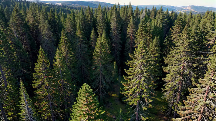 俯瞰茂密森林自然风光 俯瞰茂密森林自然风光