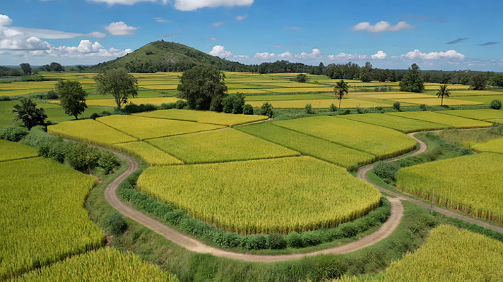 航拍田野间稻田与蜿蜒小路 航拍田野间稻田与蜿蜒小路