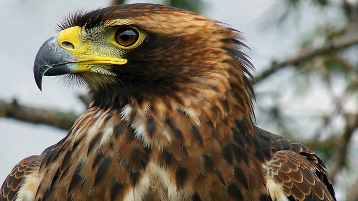 金雕头部特写素材