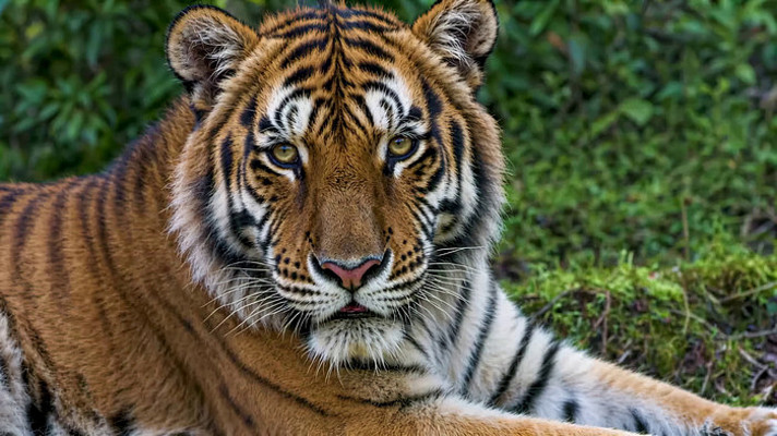 老虎特写近景 老虎特写近景