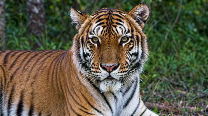 老虎特写近景 老虎特写近景