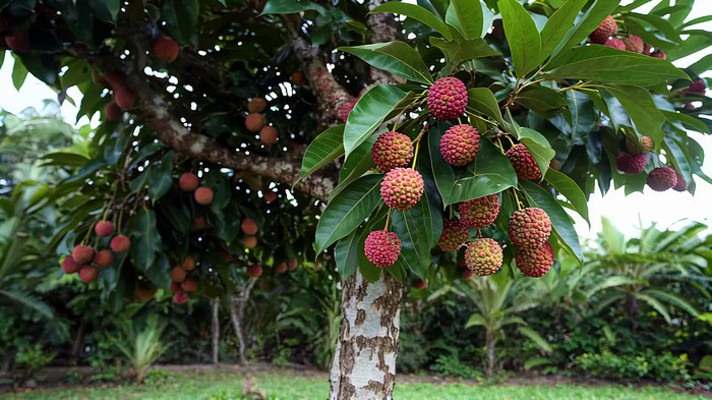 荔枝树果实特写