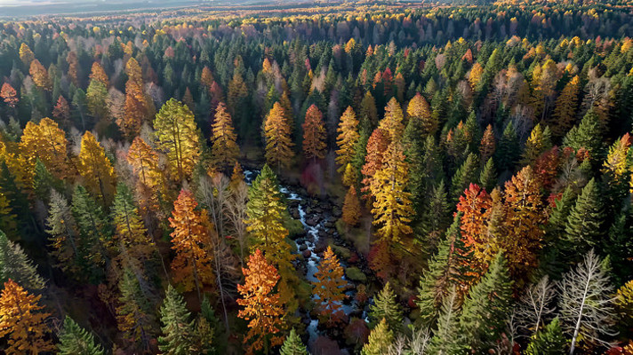 秋季森林河流俯瞰全景 秋季森林河流俯瞰全景
