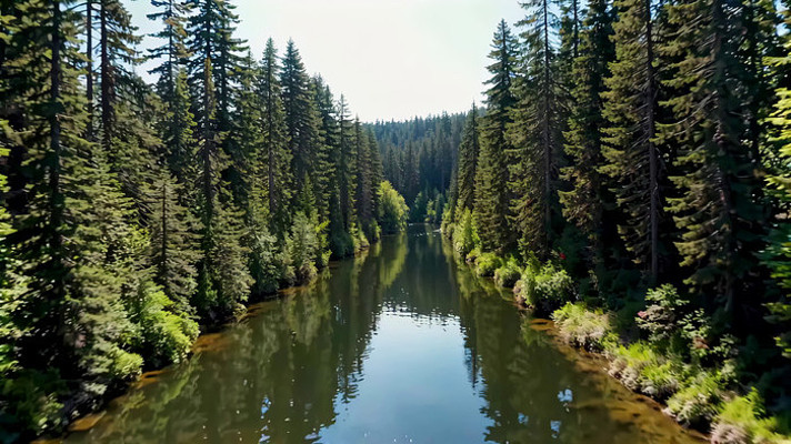 森林河流自然景观 森林河流自然景观