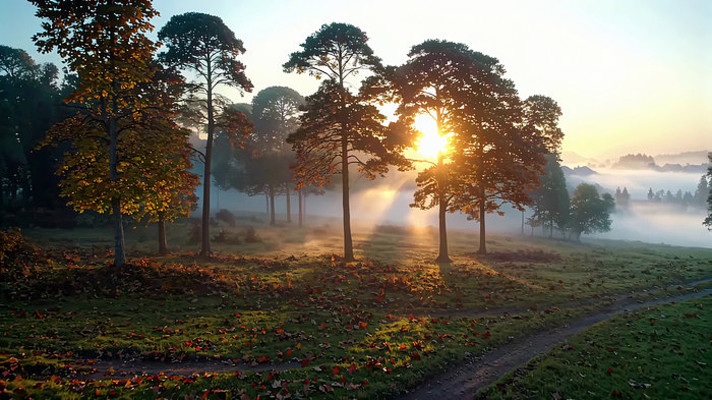 森林日出自然风光 森林日出自然风光