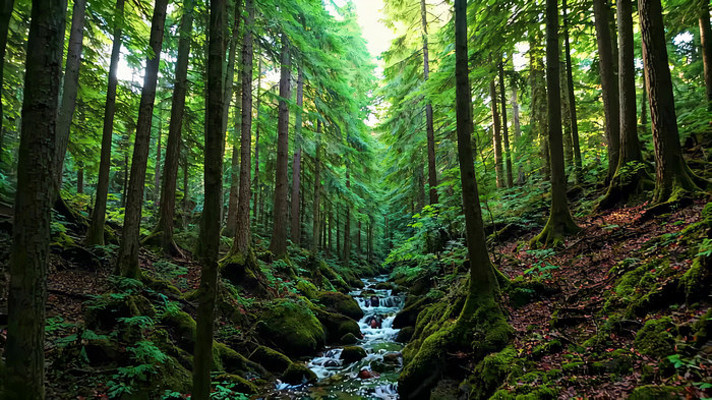 森林溪流自然风光 森林溪流自然风光