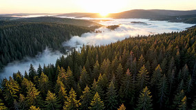 ɭ���ƺ��ճ�����