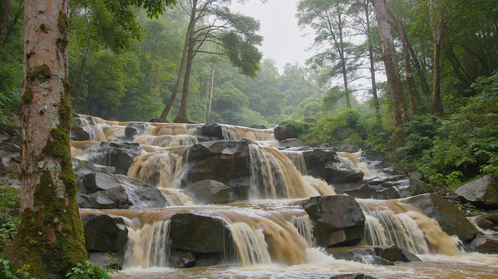 ɭ���е��ٲ���Ȼ����