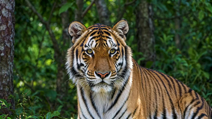 森林中老虎特写素材 森林中老虎特写素材
