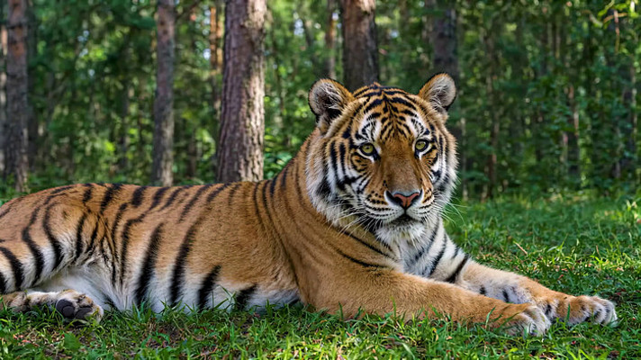 森林中趴卧的老虎 森林中趴卧的老虎