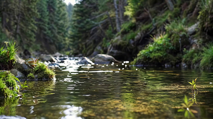 森林中清澈溪流自然景象 森林中清澈溪流自然景象