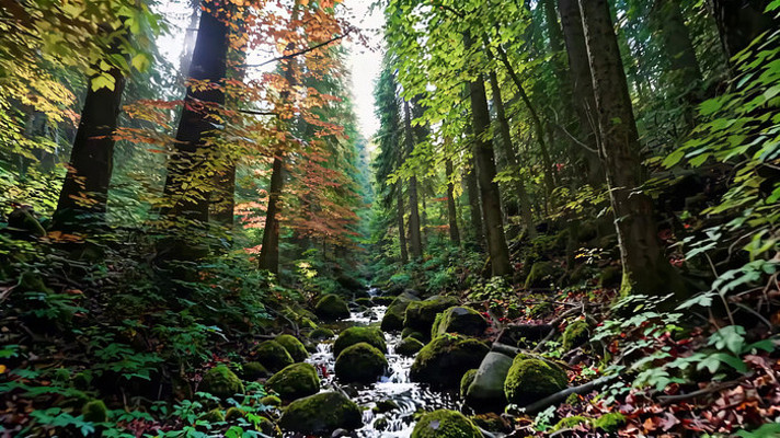 森林中溪流潺潺的自然景观 森林中溪流潺潺的自然景观