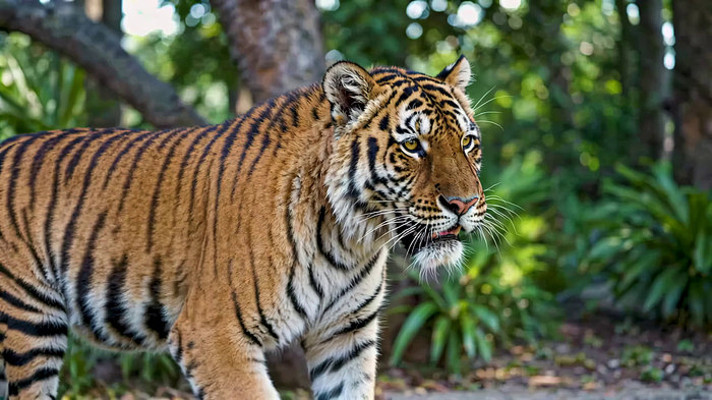 森林中行走的老虎 森林中行走的老虎