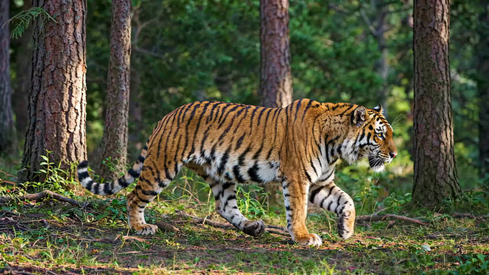 森林中行走的老虎 森林中行走的老虎