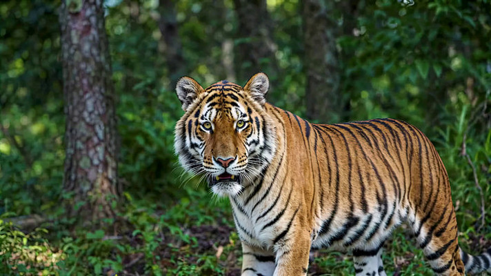 森林中行走的老虎 森林中行走的老虎