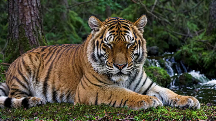 森林中休憩的老虎 森林中休憩的老虎