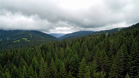 ɽ�ּ�ï��ɭ��ȫ��