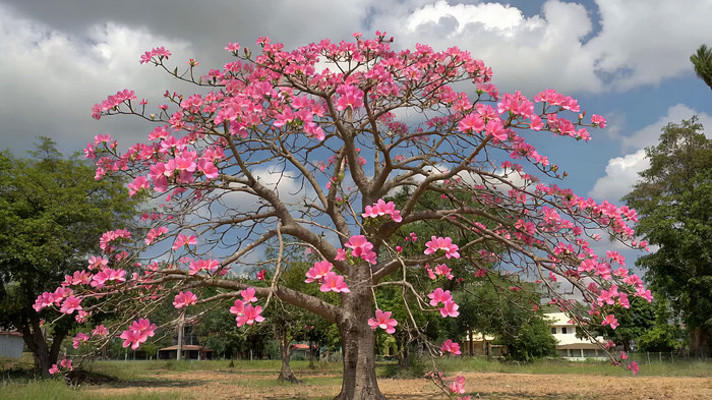 盛开粉色花朵的树木全景