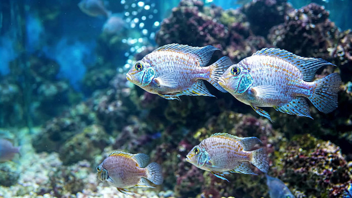 水族馆内游动的海鱼 水族馆内游动的海鱼