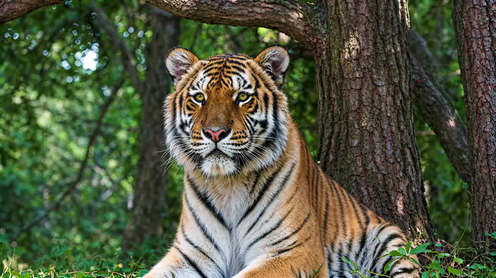 树下休憩的老虎 树下休憩的老虎