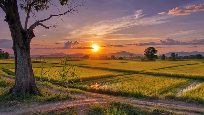 田野稻田夕阳景象 田野稻田夕阳景象