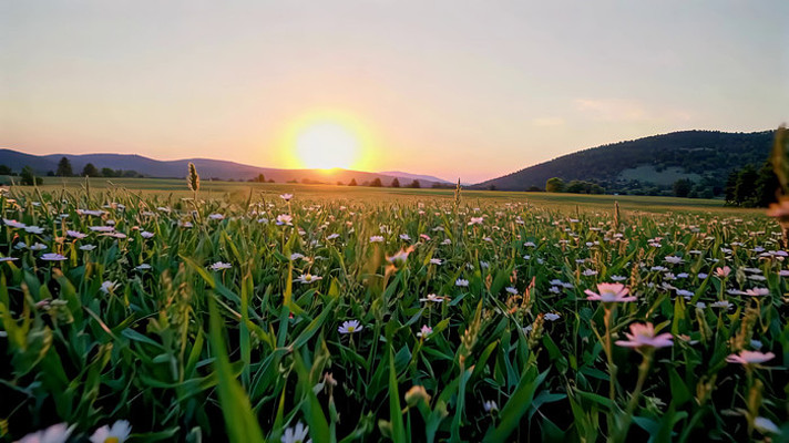田野花海日落全景 田野花海日落全景