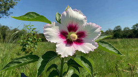 Ұеİɫд