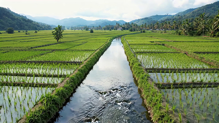 田园稻田自然风光 田园稻田自然风光