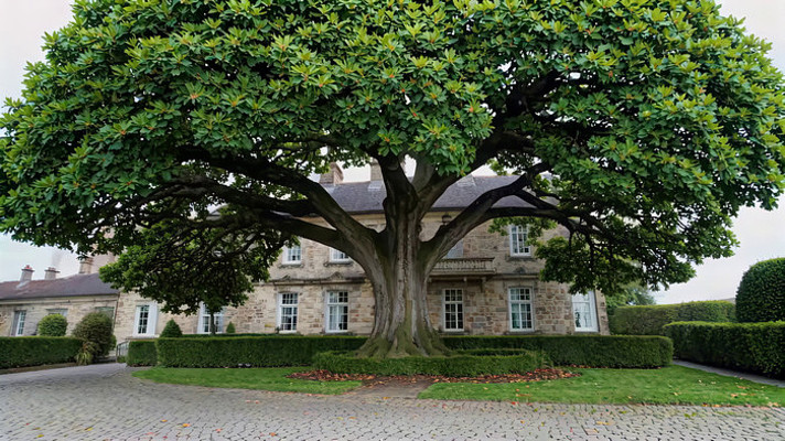 庭院大树与欧式建筑景观