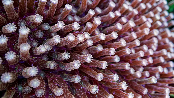 微距特写珊瑚素材 微距特写珊瑚素材