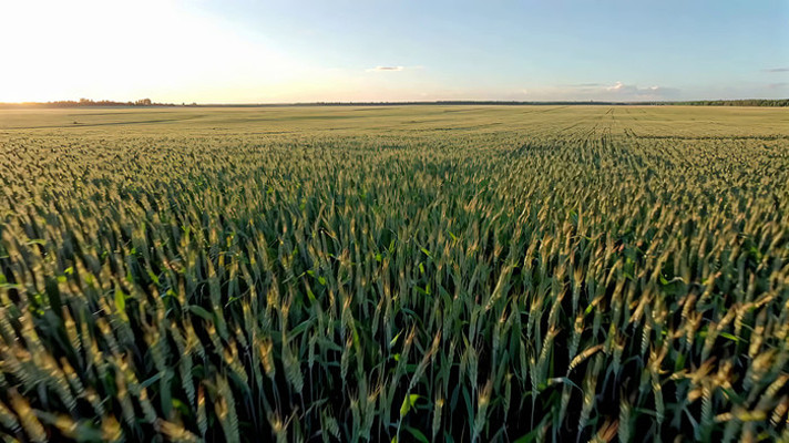 夕阳下的广阔麦田全景 夕阳下的广阔麦田全景