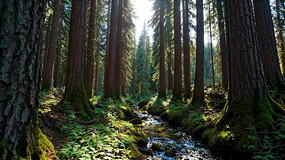 ������ҫ�µ�ɭ��Ϫ������