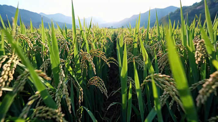 稻田稻穗自然风光 稻田稻穗自然风光