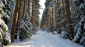 ����ѩ���ǵ�ɭ�־���