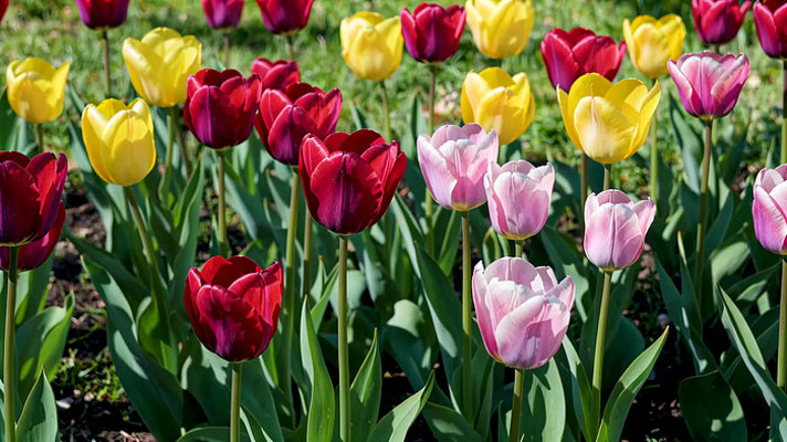多彩郁金香花丛 多彩郁金香花丛