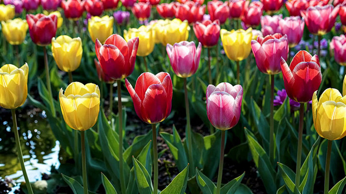 多彩郁金香花卉特写