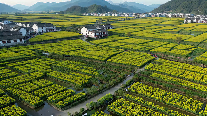 俯瞰油菜花田与村庄 俯瞰油菜花田与村庄