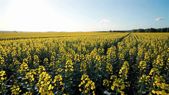 广阔油菜花田全景 广阔油菜花田全景