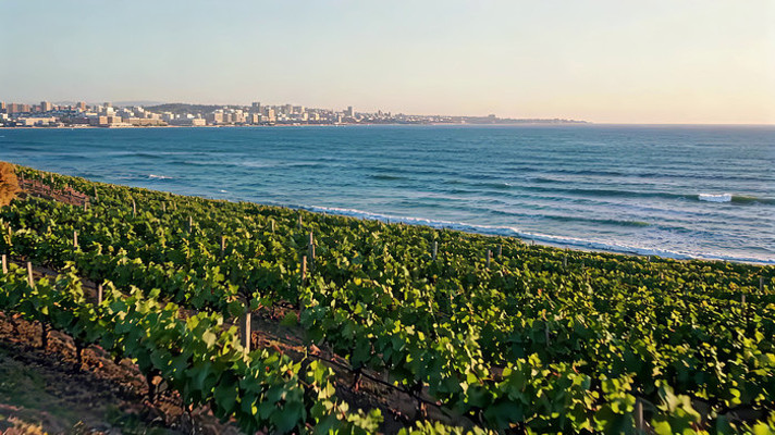 海边葡萄园与城市远景