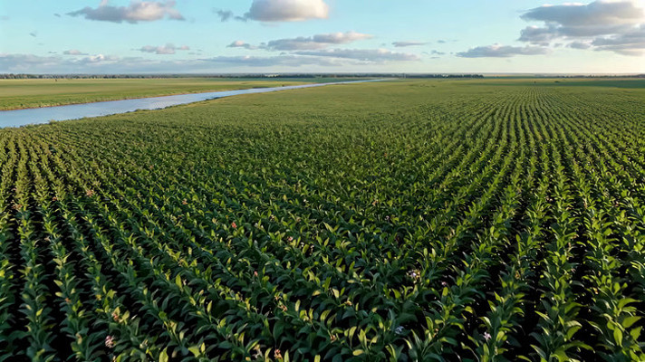 航拍绿色农田与河流景观 航拍绿色农田与河流景观