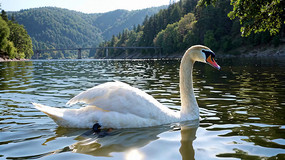 ϵİд