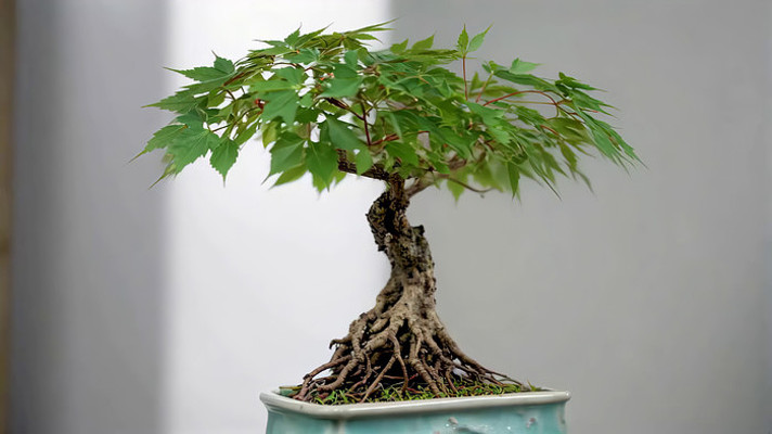 精致绿植盆栽特写