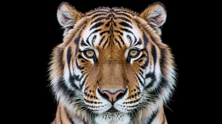 老虎特写画面 老虎特写画面