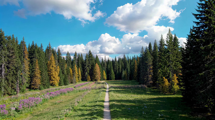 林间草地花卉小路风景 林间草地花卉小路风景